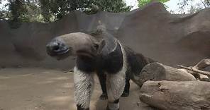 Giant Anteaters: Looks Can Be Deceiving