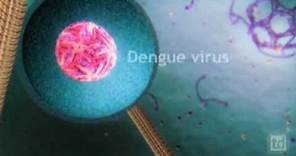 Dengue Virus Invades a Cell