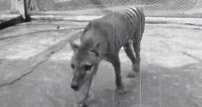 Newly discovered footage of last-known Tasmanian tiger released