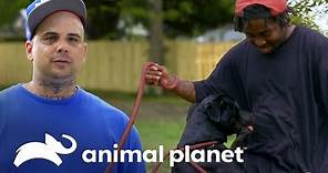 5 ex-convictos que trabajan con animales | Pit bulls y convictos | Animal Planet