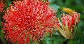 Lirio de sangre, bola de fuego, flor de sangre - Scadoxus multiflorus