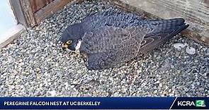LIVE | Here's a look at the peregrine falcon cam at UC Berkeley