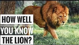 Lion || Description, Characteristics and Facts!