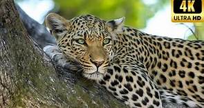 El leopardo caracteristicas y habitat-Mini Documental completo in español