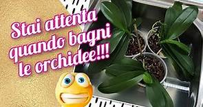 Come bagnare le orchidee. Info e consigli 😊 #orchidea #orchid #bagnare