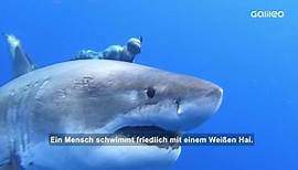 Weißer Hai: Wie gefährlich ist der riesige Fisch wirklich?