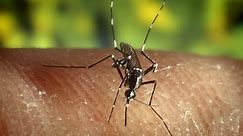What is West Nile virus?