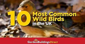 10 Most Common Wild Birds in the UK for Beginner Birdwatchers