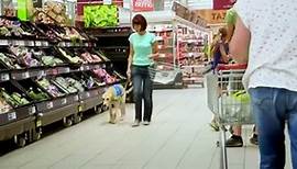 Me and my Guide Dog S02 - Ep01  1 HD Watch