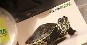 My turtle store review