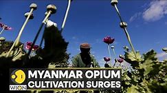 Myanmar: Opium cultivation surges, UN report says surge under military rule | World News | WION