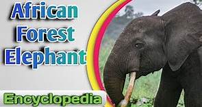 African Forest Elephant - Encyclopedia
