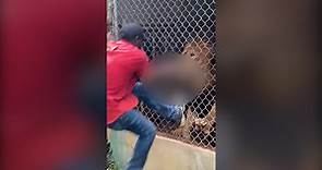 Jamaica zoo investigates as video shows man’s finger being bitten off by lion
