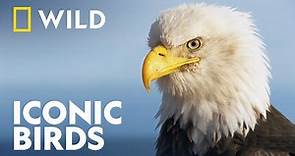 The Iconic Birds Of Washington DC | Extraordinary Birder | National Geographic WILD