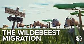 The Great Wildebeest migration explained: An animation