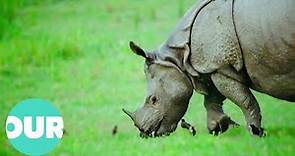 These Are The Greater One-Horned Rhino Of Indias Kaziranga National Park | Our World