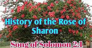 history of Rose of sharon from the holy bible