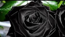 The Black Rose - ganzer Film auf Deutsch