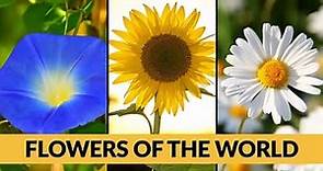 50 world's most beautiful flowers | collection of beautiful flowers with names | learn flowers names