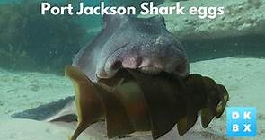 The extraordinary spiralled egg of the Port Jackson Shark | Animal Instincts