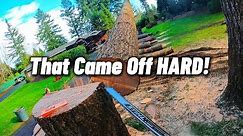 Massive Fir Tree Removal! Falling Two Huge Stems!