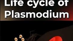 Life Cycle of Plasmodium 🦟 | #shorts #ytshorts | Infinity Learn NEET