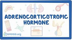 Adrenocorticotropic hormone: Video & Anatomy | Osmosis