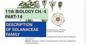 Class 11 Biology|Ch.-5 |Part-14||Description of Solanaceae family||Study with Farru