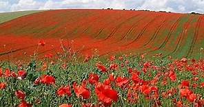 In Flanders Fields by John McCrae (May 1915)