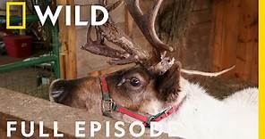 Reindeer Magic (Full Episode) | The Incredible Dr. Pol