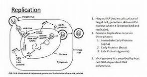 The Human Herpes Viruses