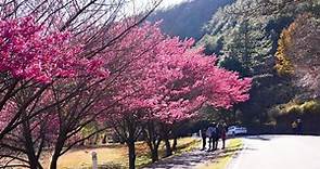 2021台灣櫻花季花期倒數！賞櫻絕美景點、祕境、露營區一次收藏