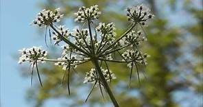 Apiaceae / Doldenblüter