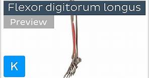 Functions of the flexor digitorum longus muscle (preview) - 3D Human Anatomy | Kenhub