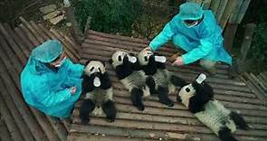 Pandas (trailer 1)