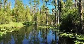 The Okefenokee Swamp Park