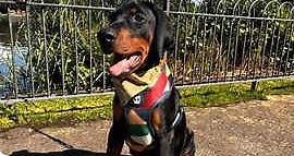 Doberman puppies - Ready Now fully vaccinated