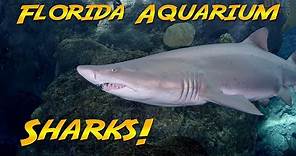 Sharks at the Florida Aquarium | JONATHAN BIRD'S BLUE WORLD