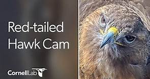 Cornell Red-tailed Hawks Live Cam - #CornellHawks | Cornell Lab