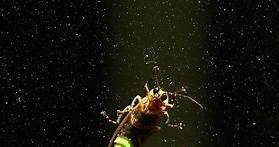 Why some fireflies become femme fatales in their race for survival