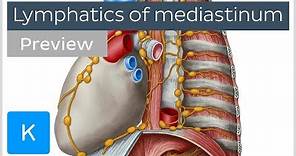 Lymph nodes and vessels of the mediastinum (preview) - Human Anatomy | Kenhub