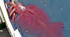 GIANT SQUID Found In California (hd)