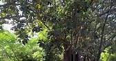 Corfu - Mon Repos ancient trees 🌳 🌲 #GreenCorfu #Greece