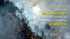 Why Raging Fires Are Creating Havoc In Himachal Pradesh Forests?