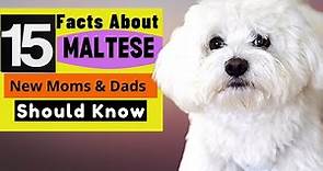 15 Important Facts About Maltese Dogs All New & Prospective Owners Should Know!