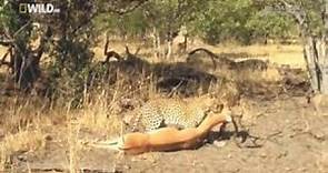 Leopard Documentary Wild Leopard of Dead Tree Island HD Wildlife Documentary Films