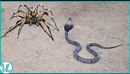 This Is How Spiders Hunt Snakes for Dinner | Spider Vs Snake