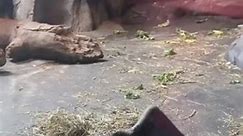 Gorilla Plays With Little Rat at Omaha Zoo