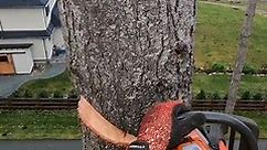 Climbing Arborist removing tree in a tight spot
