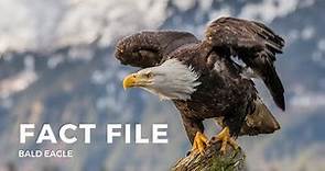 Facts about the Bald Eagle
